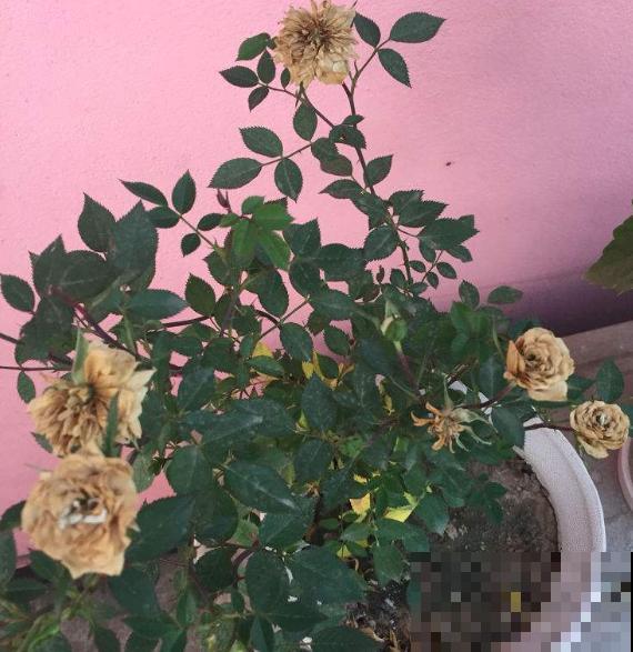 家里有异味，养上3种花，堪比香水味！