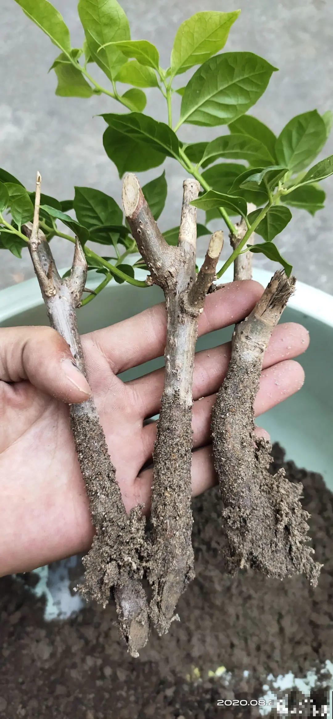 最后一波扦插，赶紧动手，天冷就不行了！