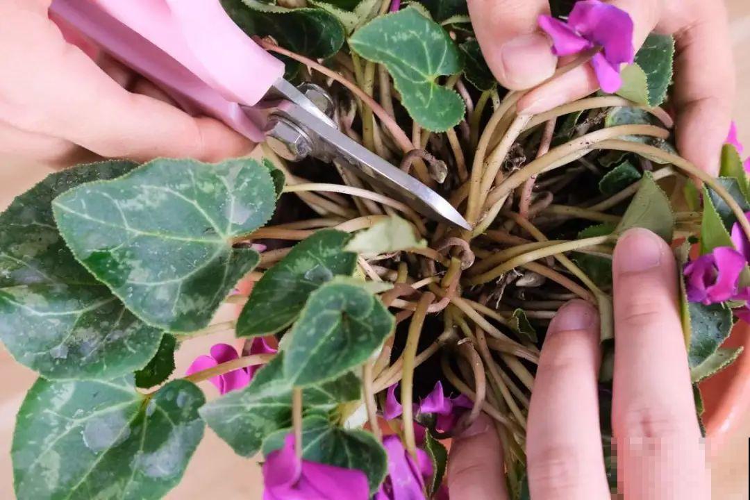 这花看一眼就爱上，年年死，但年年都想买！