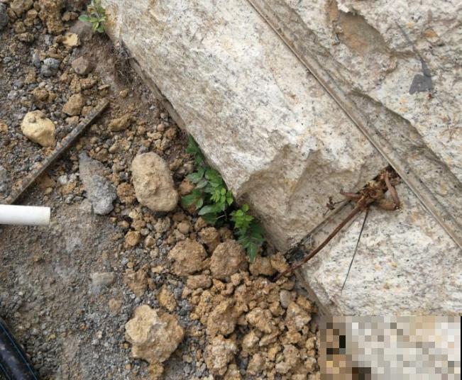 家里养了鱼腥草，吃都吃不完，泛滥了！