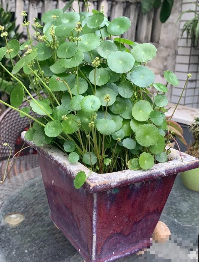 人家拆迁，我捡宝贝，花盆大缸……随便拿！