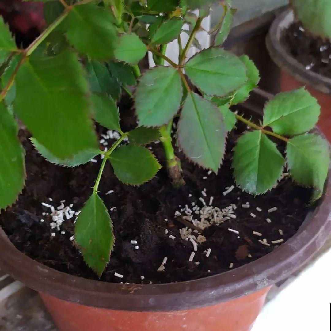 虫子再不杀，花都要死了，活不过今年！