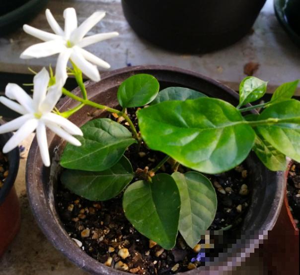 家里有异味，养上3种花，堪比香水味！