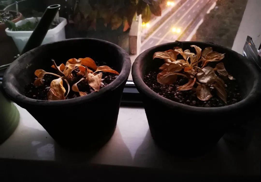 7种花冬天要休眠，看着好像枯死了，千万别丢掉