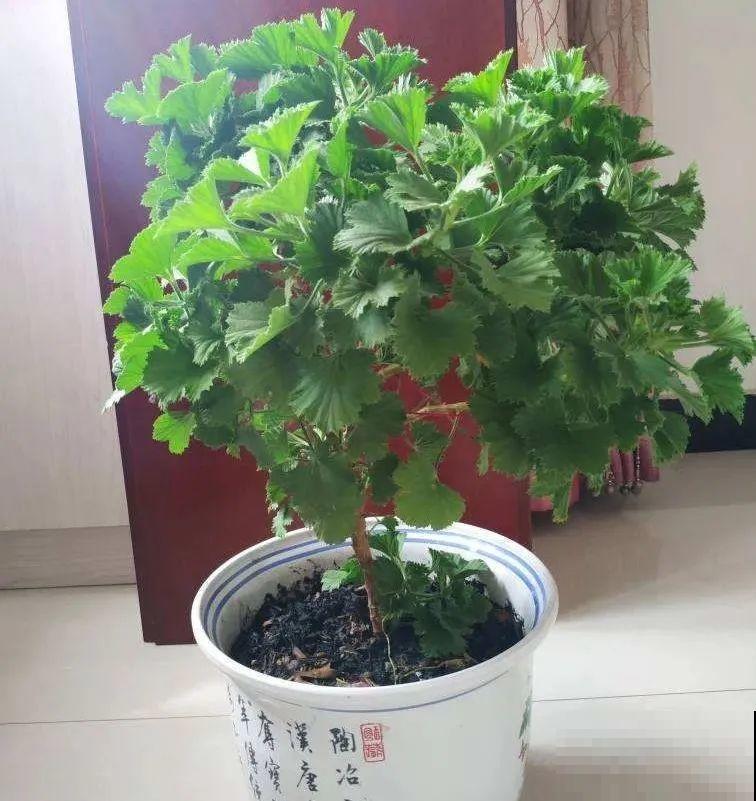 想省心就养这些花,没有病虫害,就爱开花! 想省心就养这些花,没有病虫害,就爱开花!