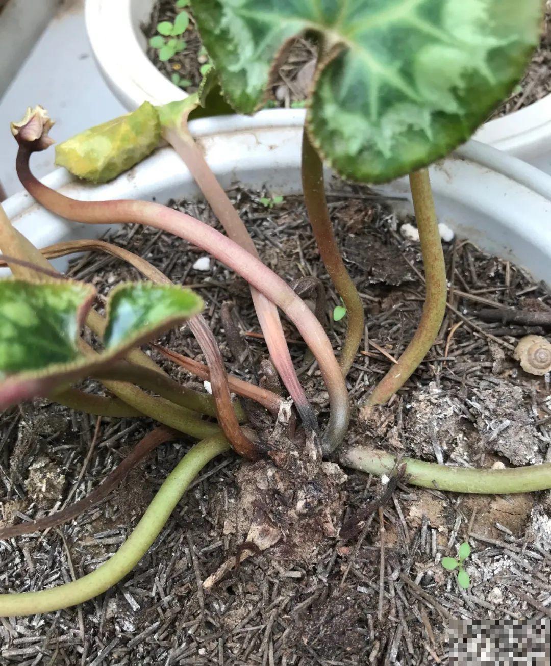 10种花少浇水，天冷容易涝根，旱一旱才长得旺