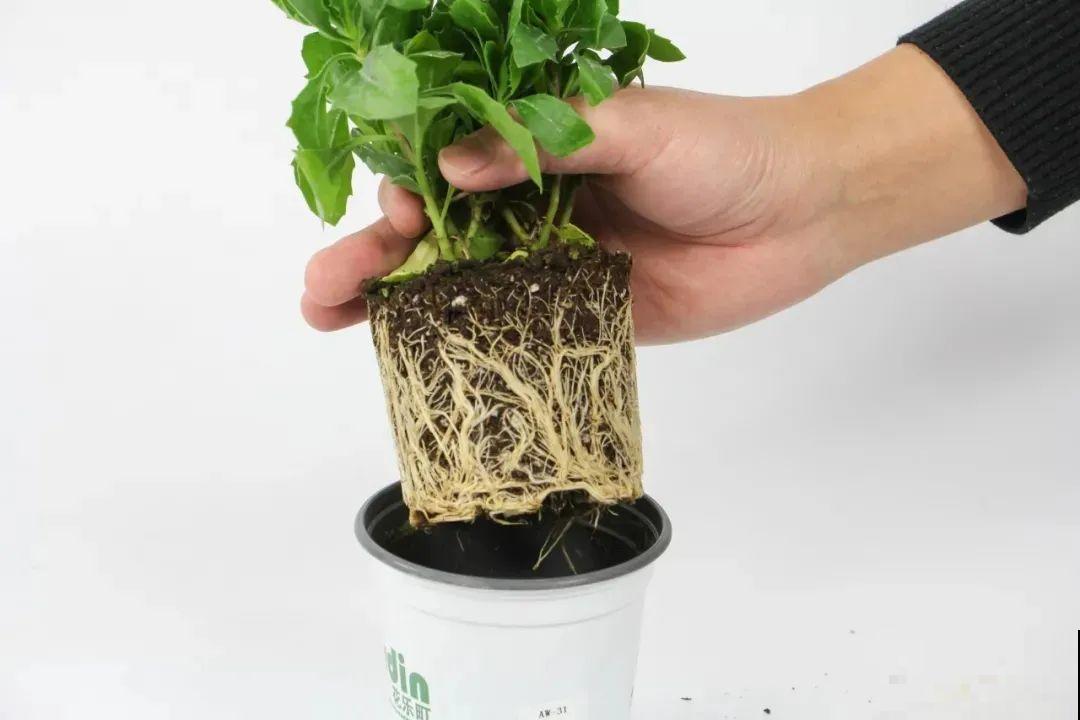 蓝目菊简直就是开花机器,一年能开上百天,盆盆爆成大花球! 蓝目菊简直就是开花机器,一年能开上百天,盆盆爆成大花球!