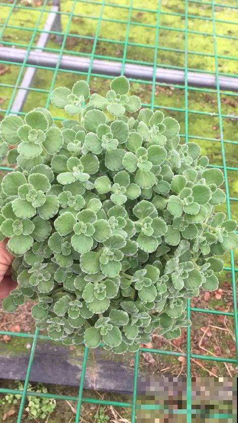 4种花不能朝叶子喷水，通风不好易烂叶，一定要注意