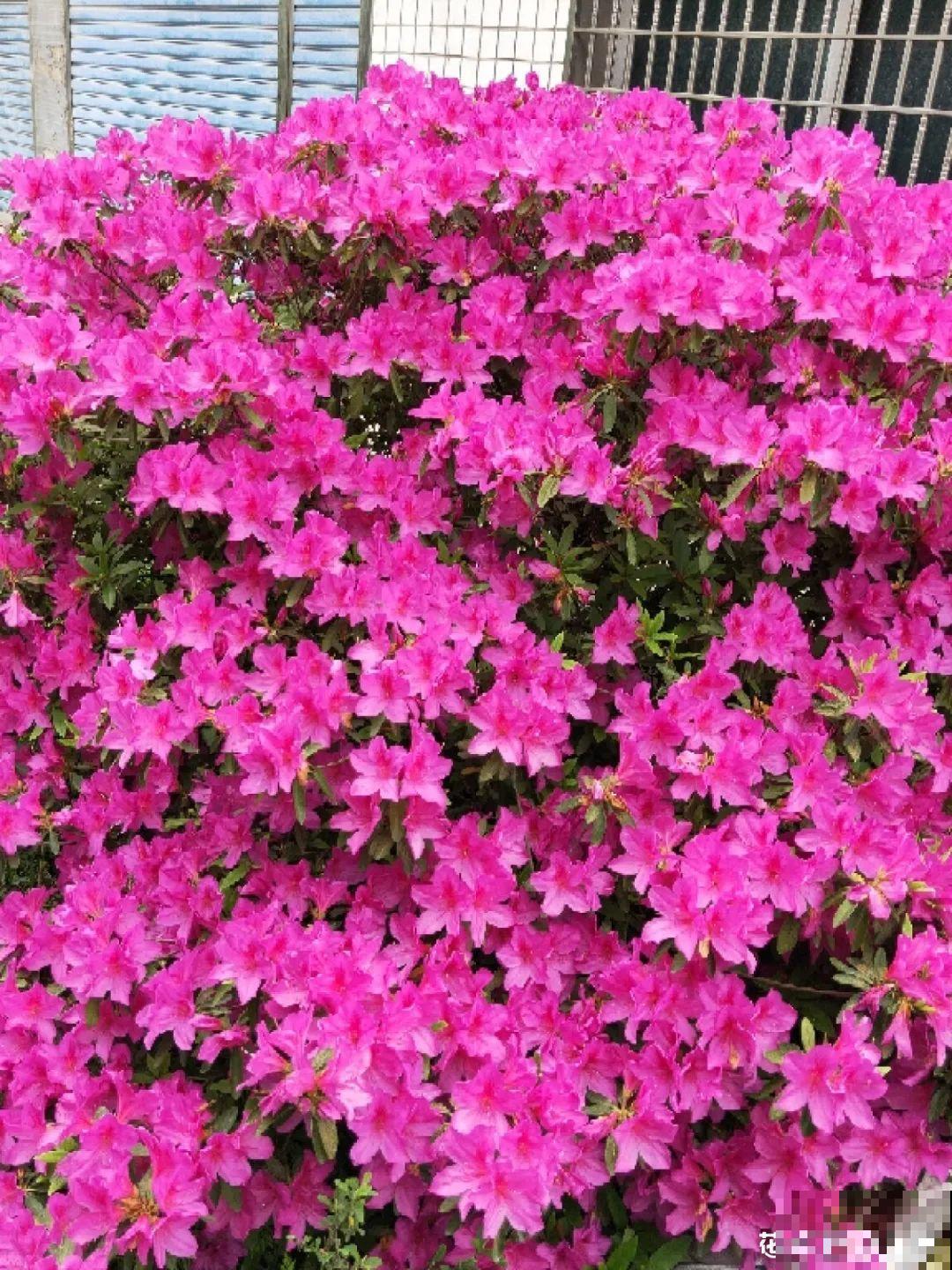 8种贵花，一盆好几百，有钱了一定要买一盆！