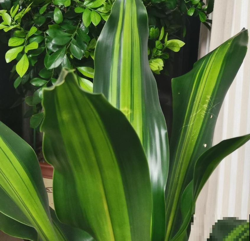 格鲁特小木桩太火，小木桩泡水里，嗖嗖冒出绿叶子！