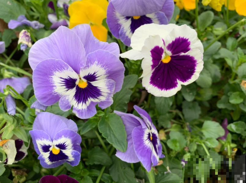 这些花一开始觉得丑,养了之后:真香! 这些花一开始觉得丑,养了之后:真香!