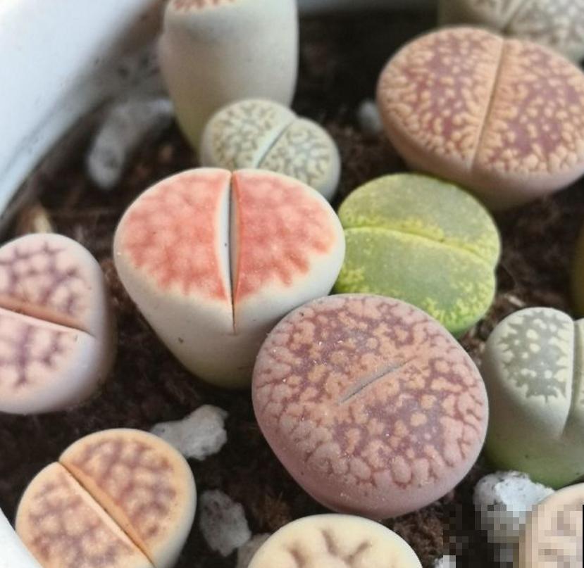 生石花蜕皮期特要紧，注意这3点，长成拳头大！