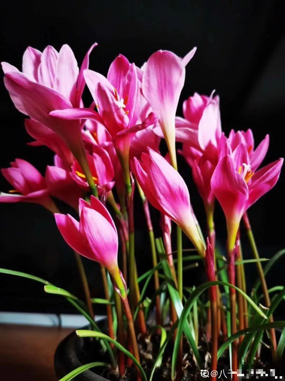 这种花特抗冻,不怕严寒,养死算我输! 这种花特抗冻,不怕严寒,养死算我输!