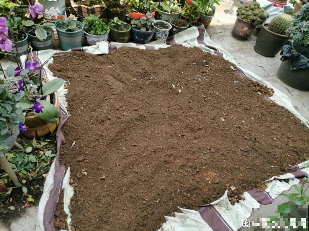 老祖宗留下来的养花谚语,真准! 老祖宗留下来的养花谚语,真准!