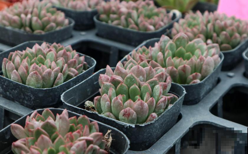 红宝石不上色?光照、水分和温度,缺一不可! 红宝石不上色?光照、水分和温度,缺一不可!