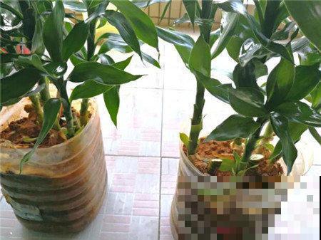 四季常青的富贵竹，土培长得更壮，叶子枝条节节高