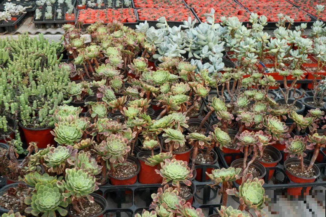 逛花市必买的花，十月入手刚刚好，不买亏大了！