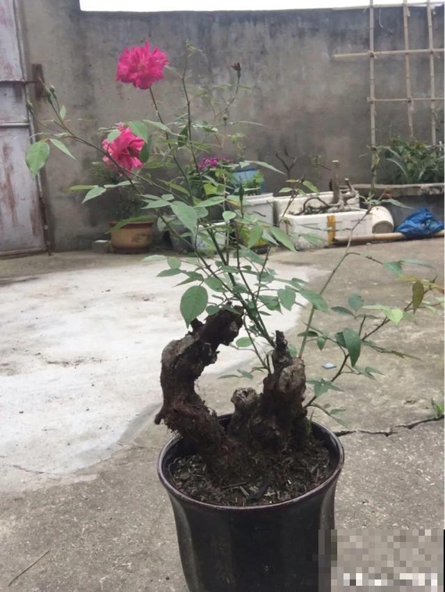不长叶不长枝的花别买，都是骗人的，养不活浪费钱