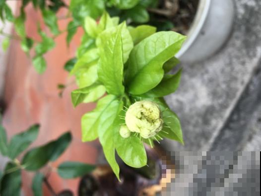 家里有异味，养上3种花，堪比香水味！