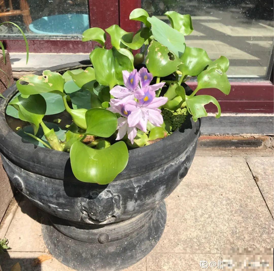 这种花很稀罕,以前喂猪没人要,现在抢破头! 这种花很稀罕,以前喂猪没人要,现在抢破头!