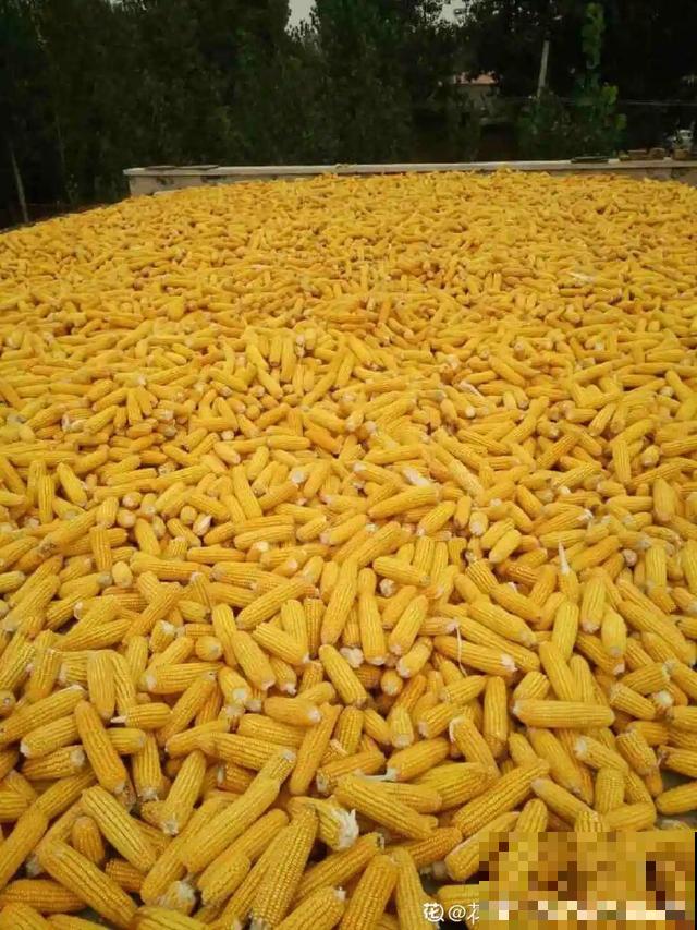 我想有个菜园子，秋天结满新鲜蔬菜，现在正收获！