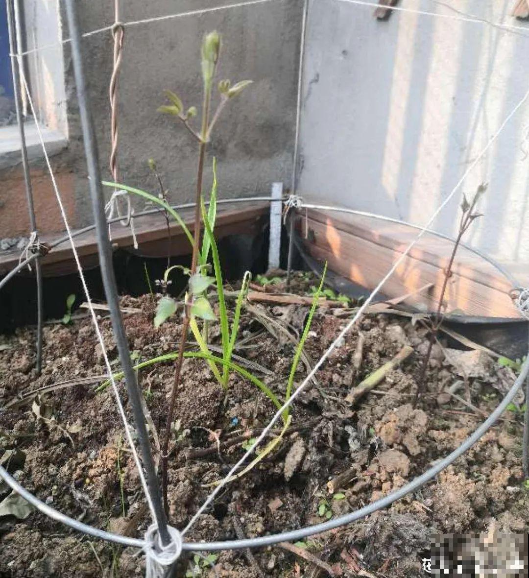 冬天休眠的花，你以为它死了，其实还活着！