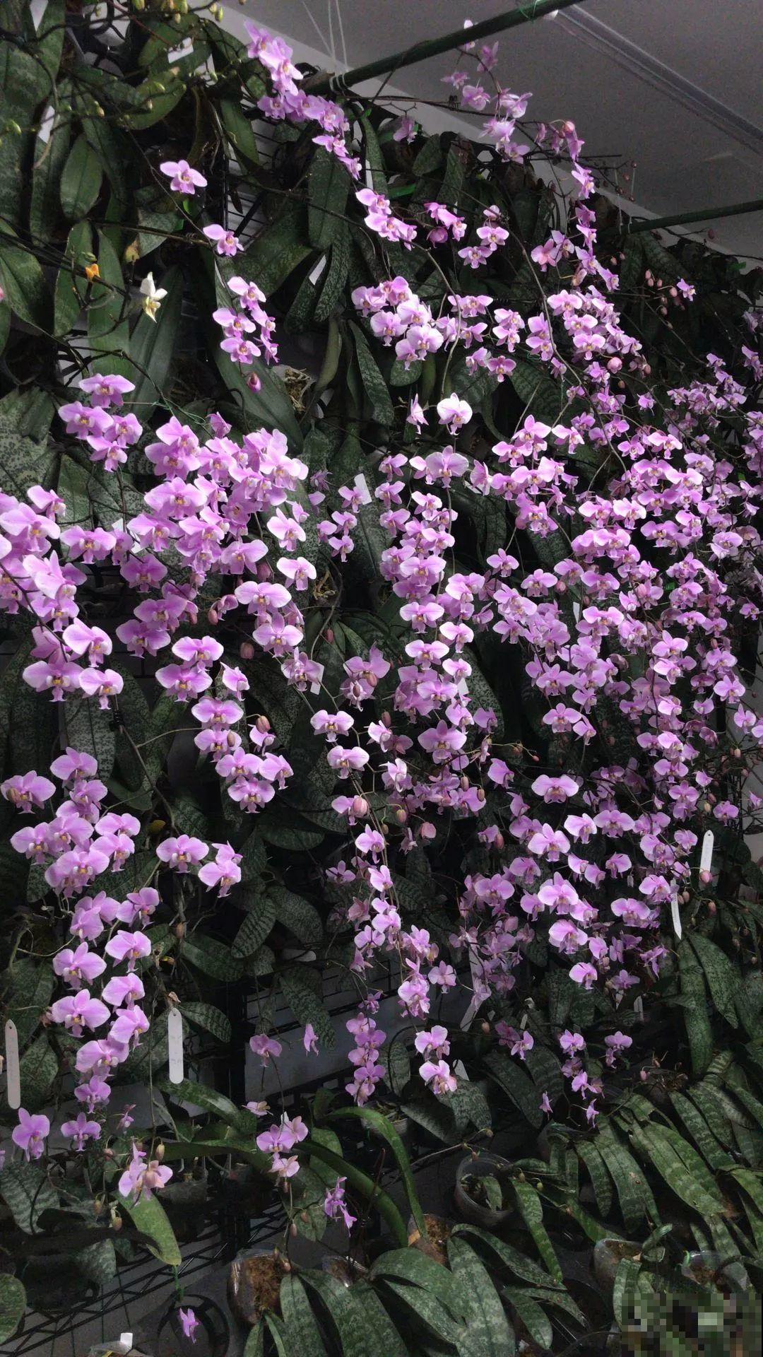 家里养棵球兰，开花漂亮，香味浓郁