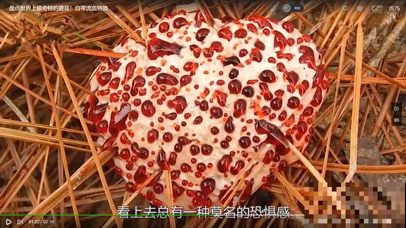 路边看到这种花，赶紧跑，离得越远越好！