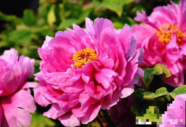 花是一种文化,每个传统节日,都有一种花 花是一种文化,每个传统节日,都有一种花