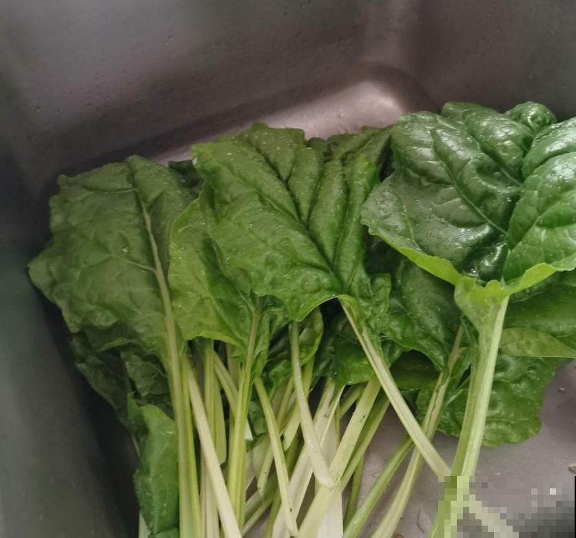 秋冬阳台种菠菜,抗寒又好养,改善伙食种一波儿! 秋冬阳台种菠菜,抗寒又好养,改善伙食种一波儿!