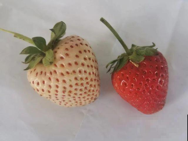 秋天养盆草莓，很快就开花，还能结果子