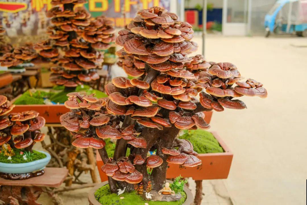 逛花市必买的花，十月入手刚刚好，不买亏大了！