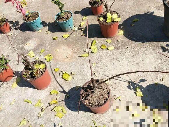 掉叶子第一名,10种花养成光杆,竟然还活着! 掉叶子第一名,10种花养成光杆,竟然还活着!