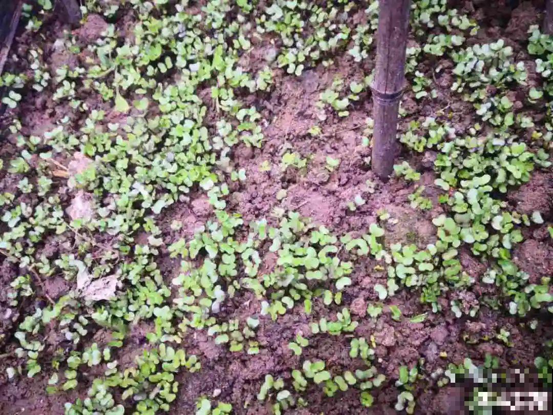 15种花，开完花就结种子，千万别丢掉