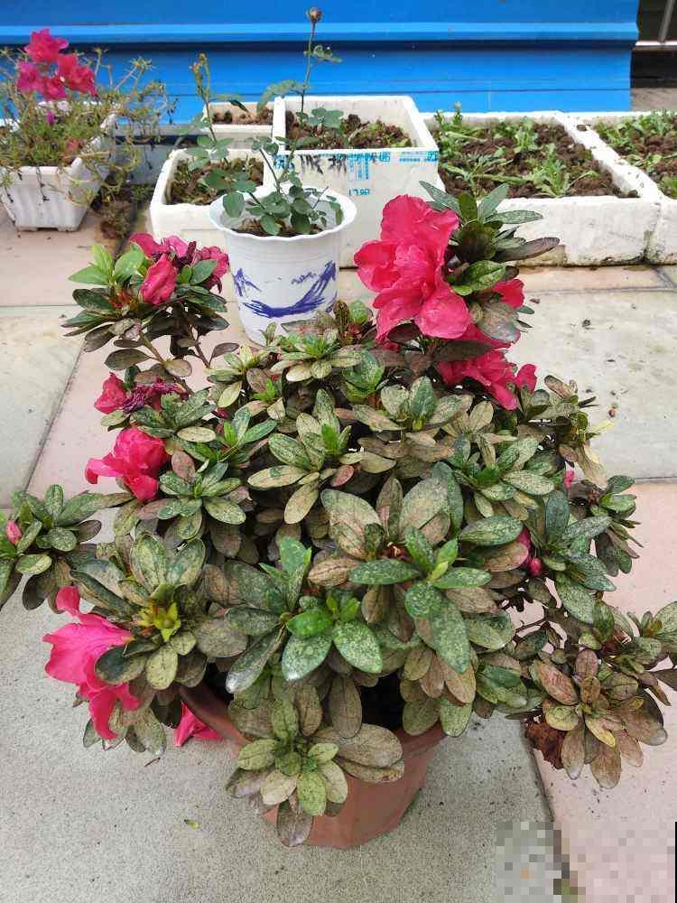 4种自制养花杀虫水，杀虫效果好，简单易学