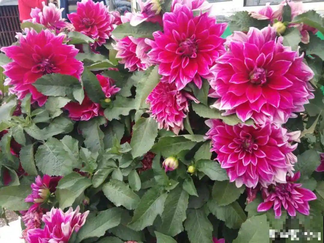 进入11月，大丽花要挖出来，明年春天再种！