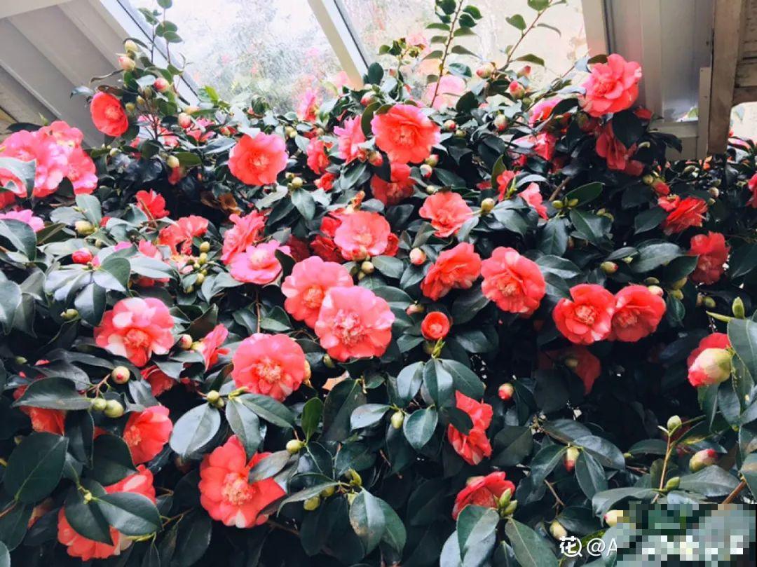 秋天开始降温了,9种花放外面冻一冻,开出饱满大花球 秋天开始降温了,9种花放外面冻一冻,开出饱满大花球