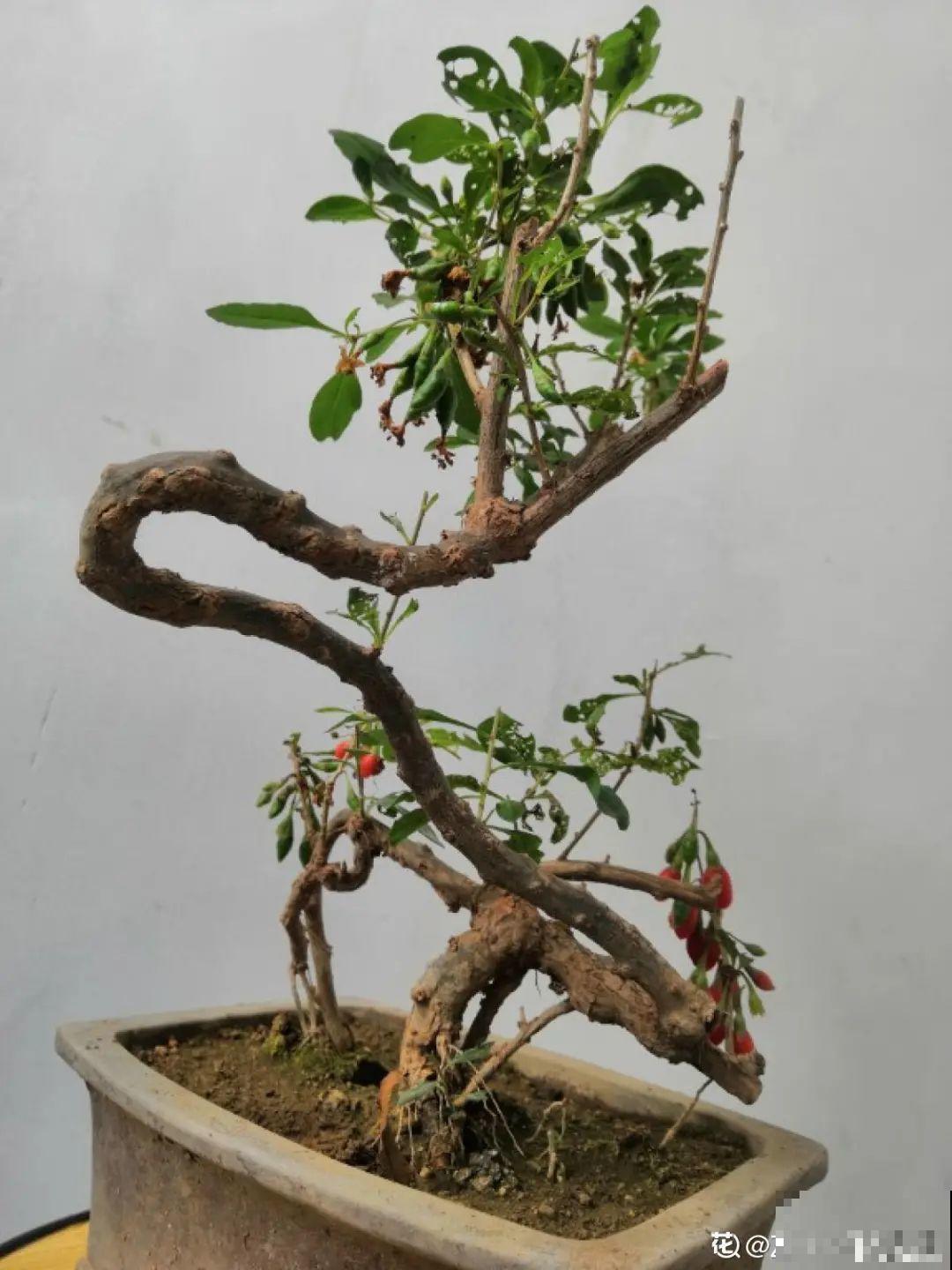 农村当柴火的花，花市卖得可贵，你认识几种？