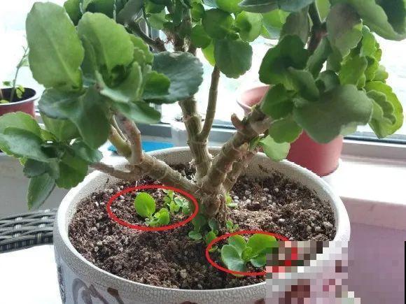 最大的长寿老桩,7年时间,养成盆景! 最大的长寿老桩,7年时间,养成盆景!