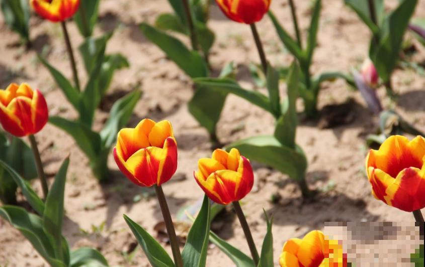 郁金香，大气又可爱，闻多了会“上头”！