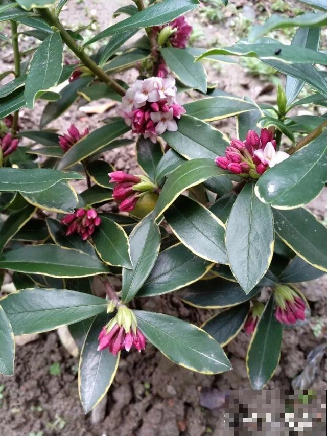 冬天养盆香水花，满屋子飘香，异味都赶跑了！