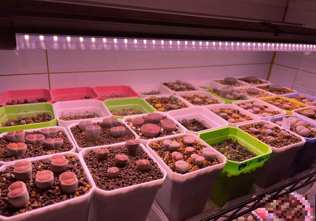 立冬了，给花裹上报纸，冬天再也冻不死！