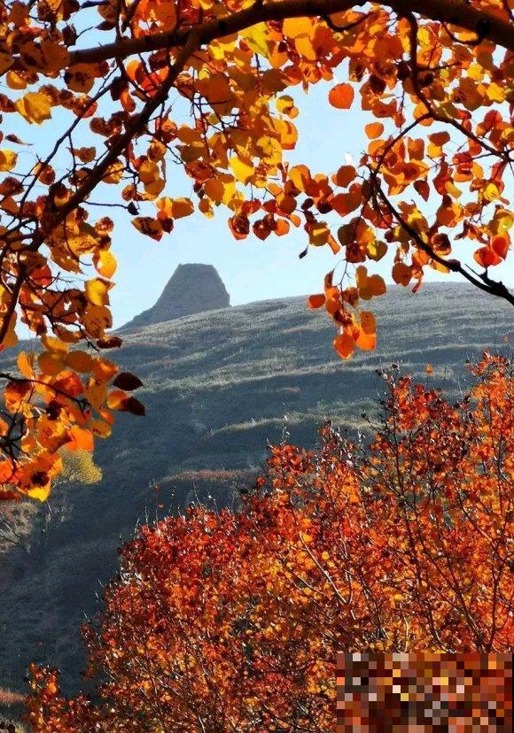 秋日开花多，美景拍下来，留住最美一刻