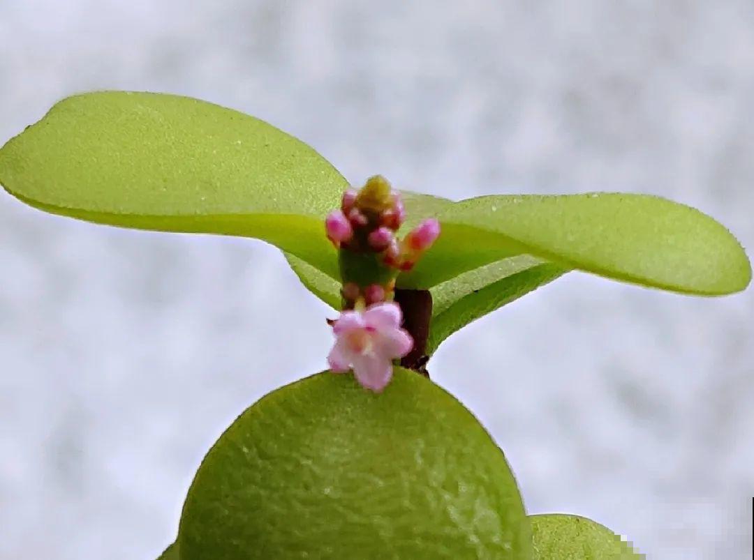 金枝玉叶开花了,特罕见,比雅乐之舞还美! 金枝玉叶开花了,特罕见,比雅乐之舞还美!