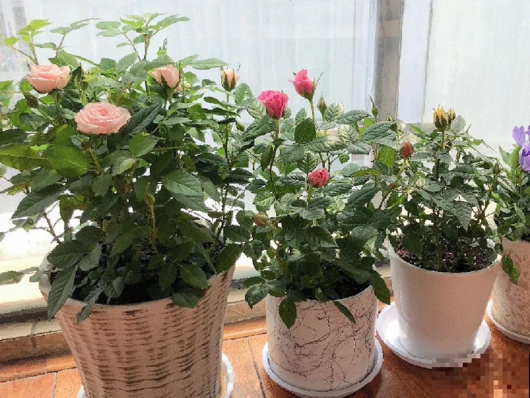 秋天特难养的花，养不活难受，还惹一肚子气！