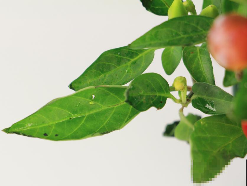 阳台上的小花盆,种上五彩椒,果子好看还能吃! 阳台上的小花盆,种上五彩椒,果子好看还能吃!