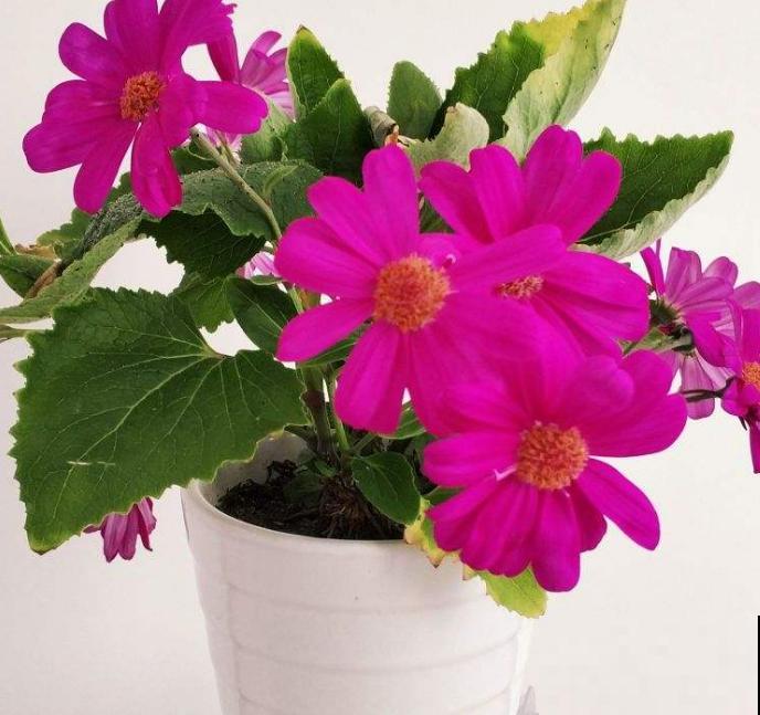 瓜叶菊挺好养，不怕冷也不怕热，怎么造都能活！