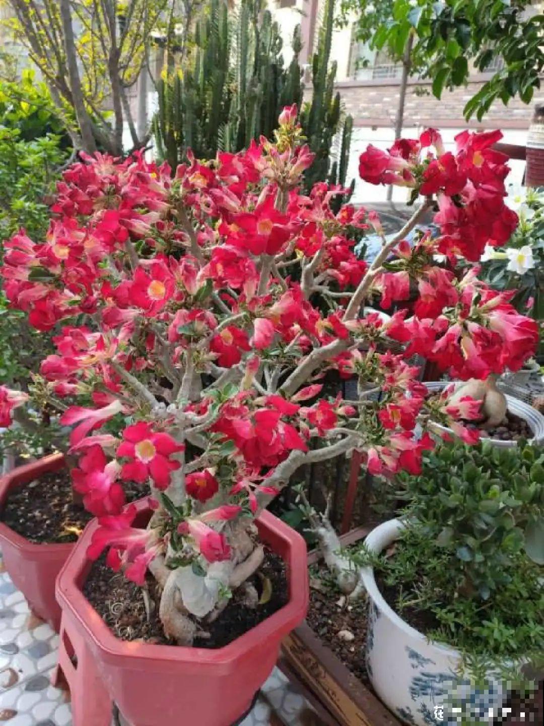 6种花特耐寒，断水两个月，也能正常生长