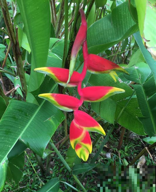 阳台种盆蝎尾蕉，一年四季开花，大气又漂亮！