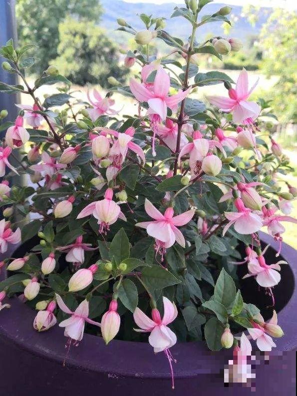 冬天就养耐阴花，没光也能开爆盆，扔角落自己疯长！